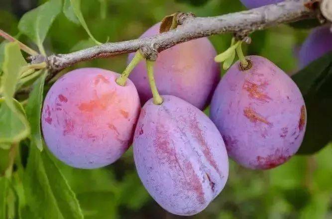 产地食材 ▎智利西梅,它是水果界"紫霞仙子",琥珀般晶莹剔透,入口甜,