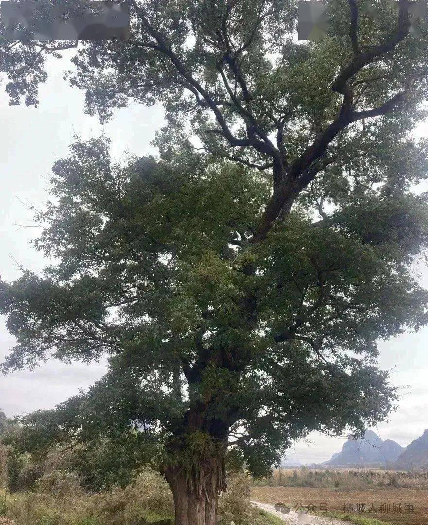 柳城县自然资源和规划局工作人员介绍,这棵樟树有400年的树龄,通过
