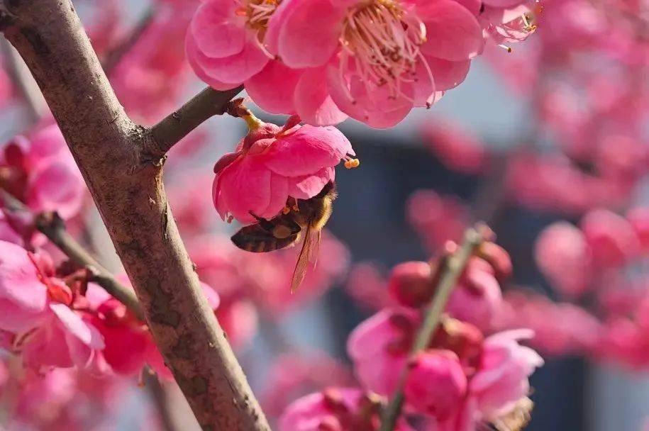 寻觅这份小"梅"好吧快一起在暗香浮动中为乍暖还寒的春日增添了一抹