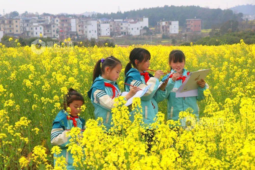 上饶余干县:油菜花田"画春天"★现场热闹非凡或上前体验志愿服务项目