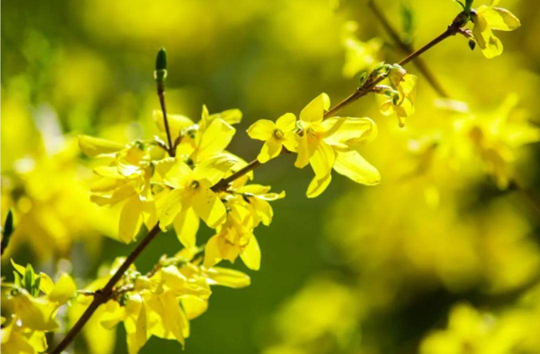 连翘:我非迎春,春由我迎_岐伯_功效_中药材