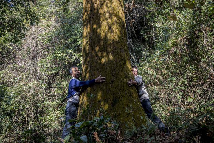 观伐木感受怀集木的杰出贡献