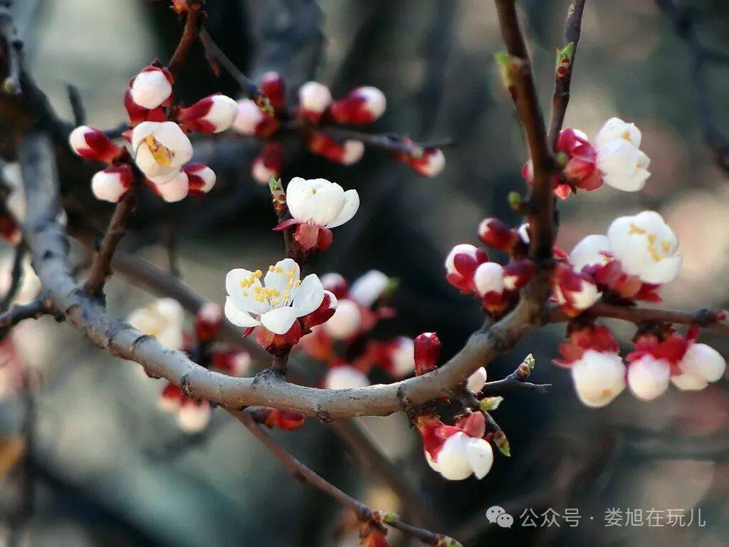 杏树几月开花图片