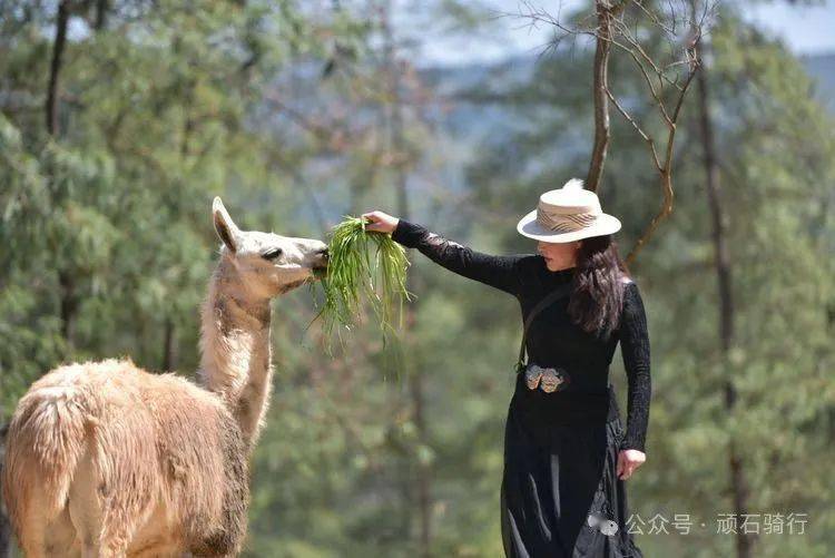 云南野生动物园樱花季