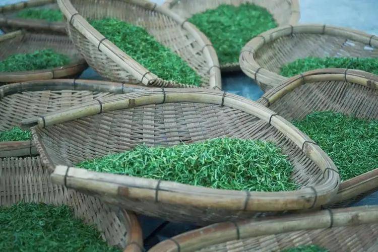 都匀毛尖又名"白毛尖","鱼钩茶","雀舌茶",产于贵州省都匀市,主产地在