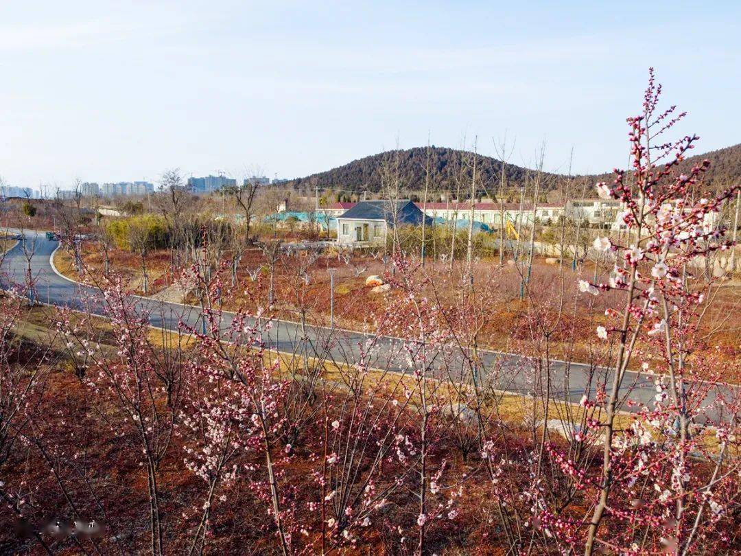 徐州五山公园梅花坞图片