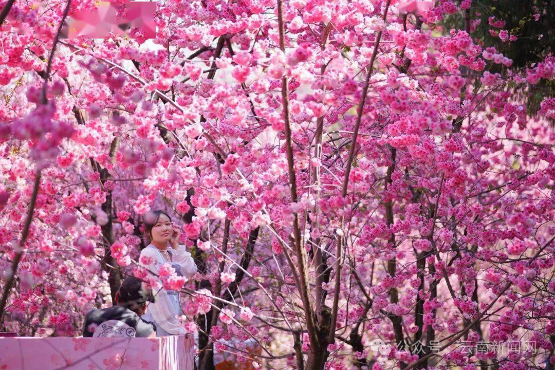 行摄云南云南昆明圆通花潮春意浓