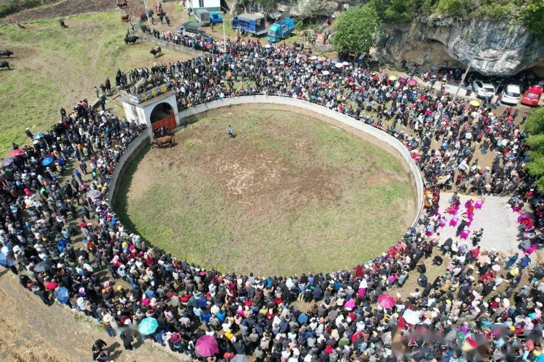 燃爆了!今天(二月二)上林木山乡卢於春社民俗活动现场人山人海