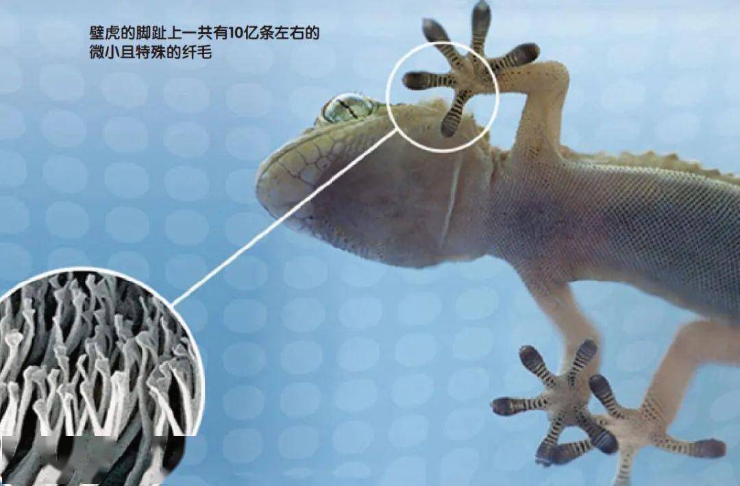 早已"深入"人类生活的蜥蜴们_皮肤_壁虎_变色龙