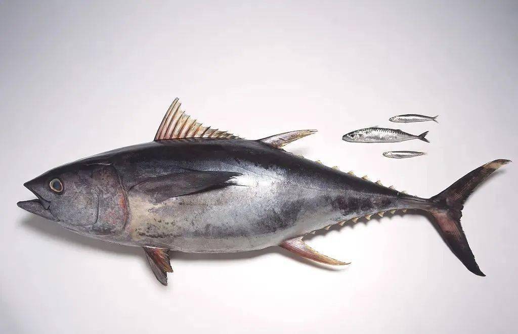 这9种食物越吃越笨