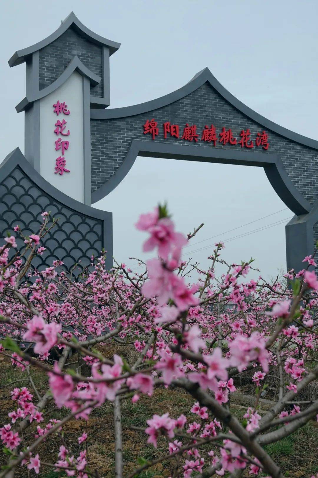 长明土鸡周边景点:老龙山,川仙渔村最佳花期:3月16日—3月20日赏花