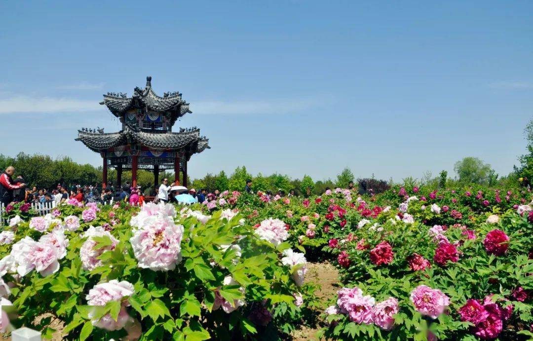 菏泽牡丹预计4月8日进入观赏期!_文化_旅游_品种