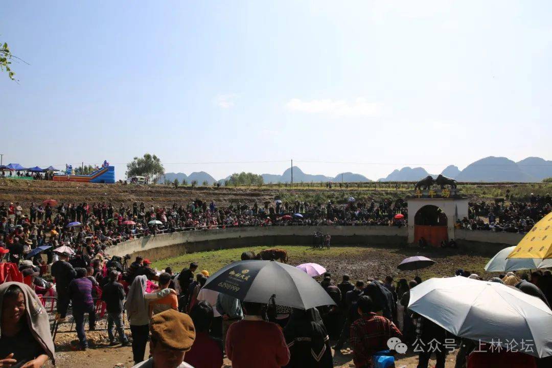 燃爆了!今天(二月二)上林木山乡卢於春社民俗活动现场人山人海
