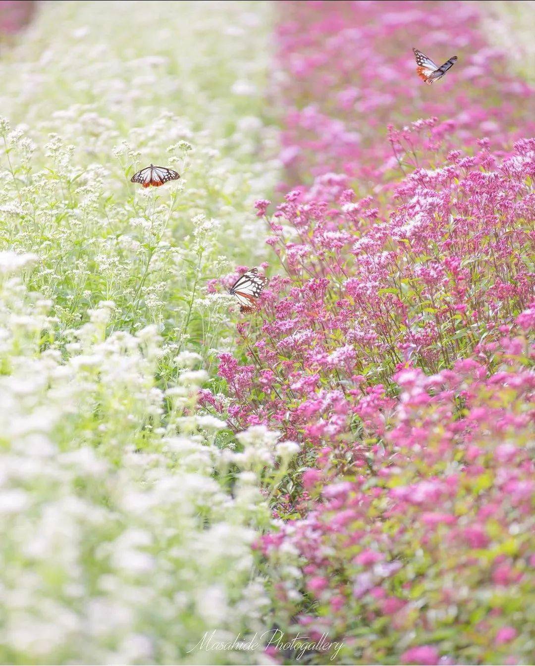 繁花如画,诗意盎然_photo_by_love