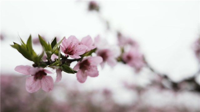 游仙太仙啦09送福利
