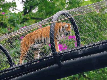 清研爱劳动深圳野生动物园志愿服务小队等你加入