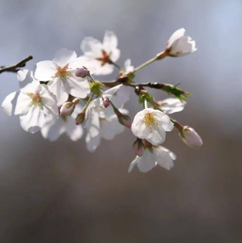 【探索】早樱盛开,申城赏樱季拉开序幕(附详细打卡攻略)→_樱花_地址_