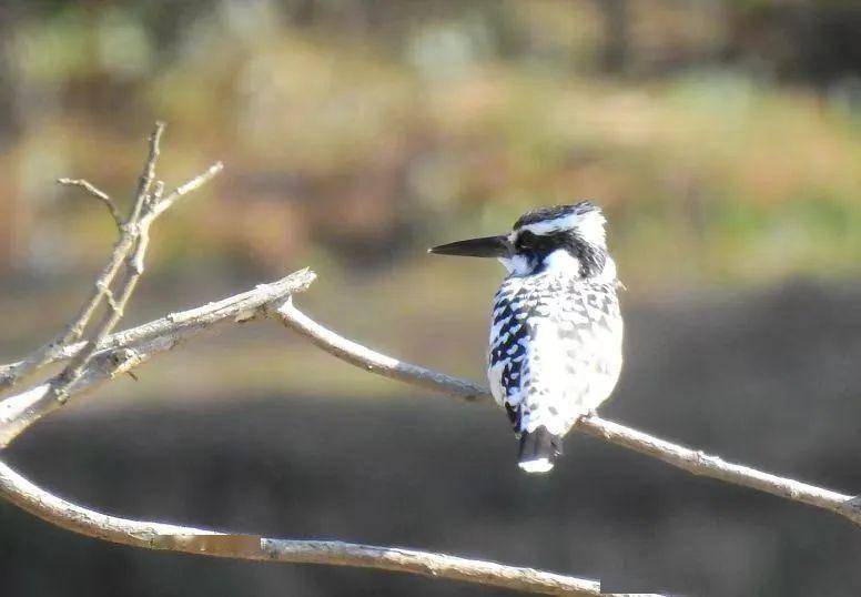2月,浦东的空中有这些"小精灵"来访_东滩_鸟类_网名