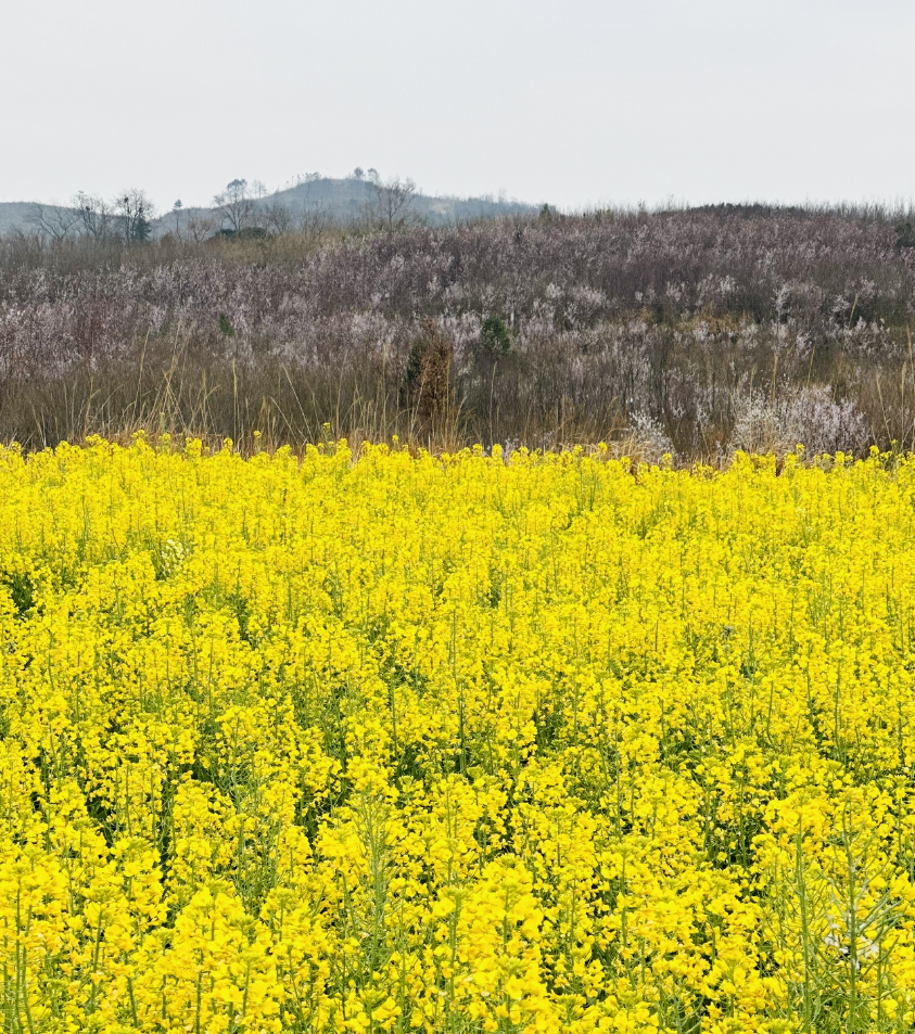 平坝油菜花海图片