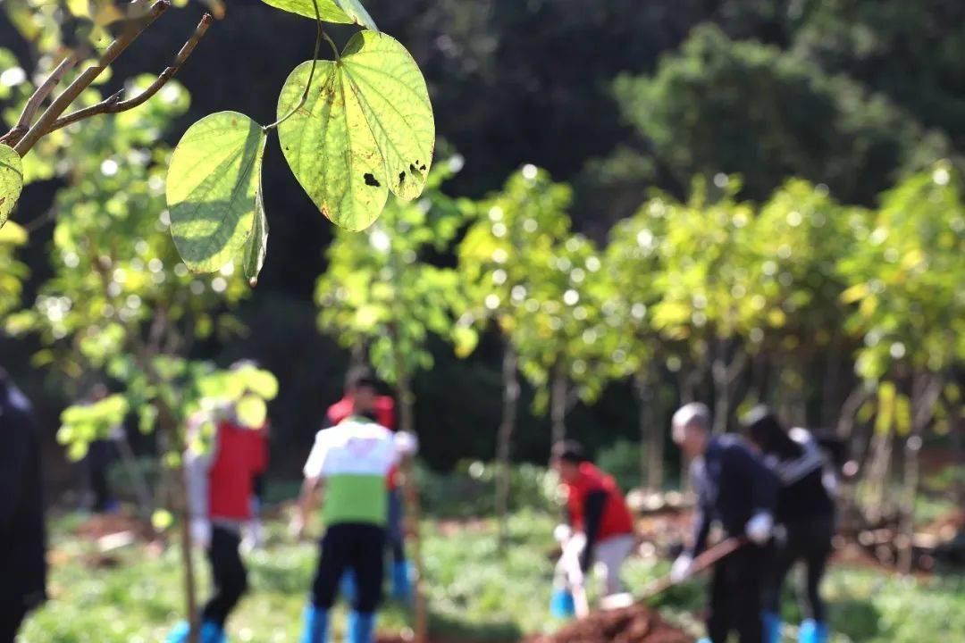 今年植树节期间,厚街将种树1496棵,主要树种有红花紫荆,海南蒲桃和