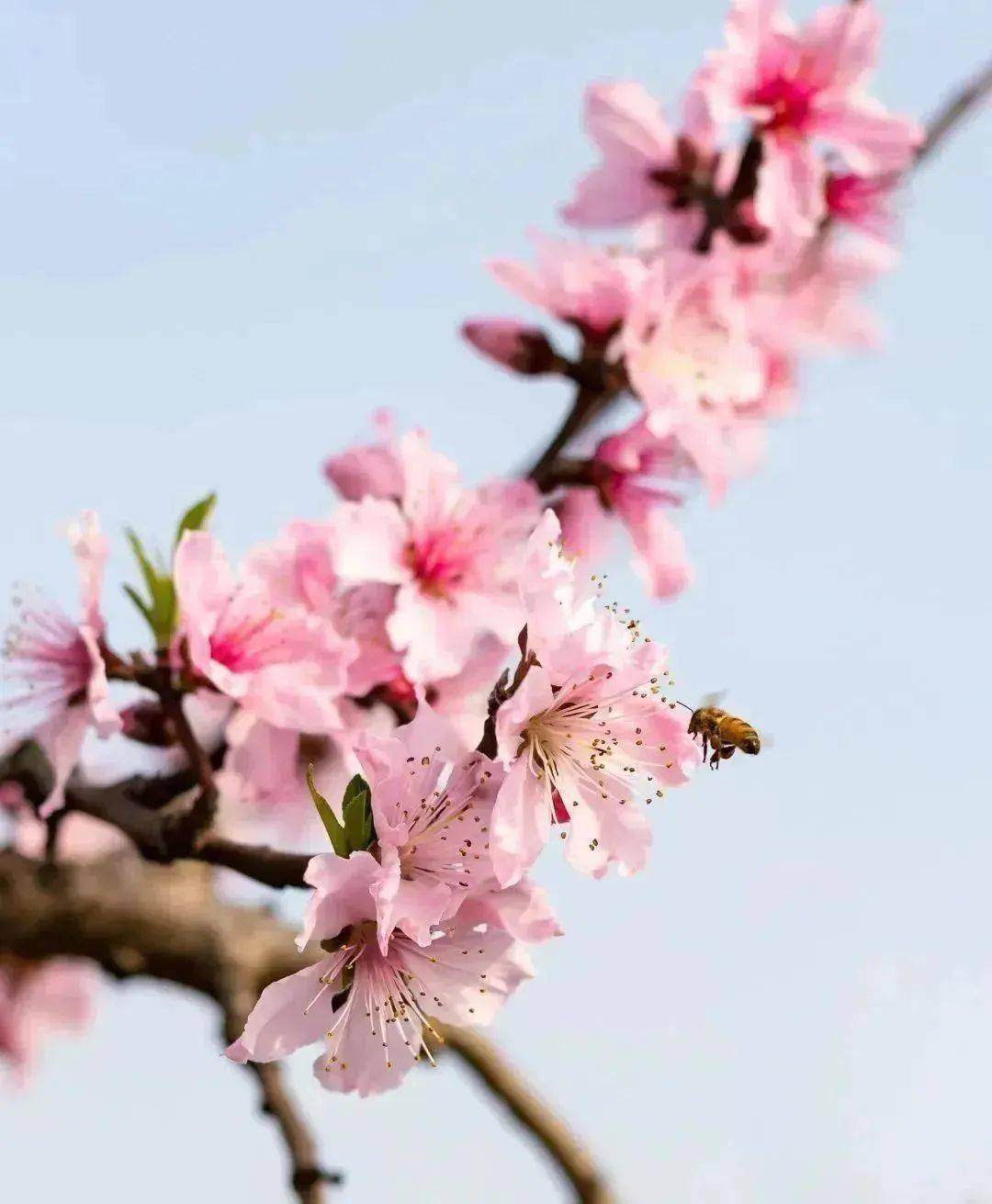 阳山桃花图片图片