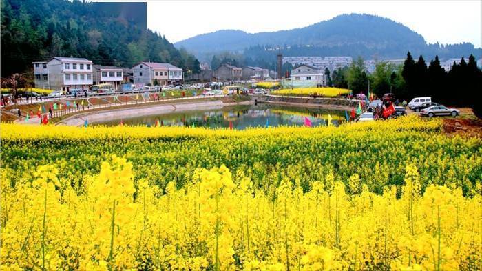 以花为媒!南部县2024年乡村旅游文化节暨第五届油菜花节即将启幕_西水