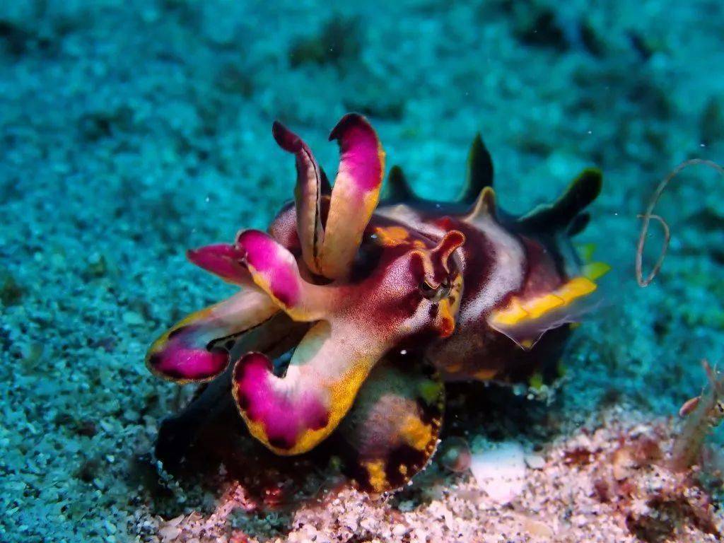 10种超稀有海洋生物,潜水时你见过几个?_水域_蛙鱼_澳大利亚