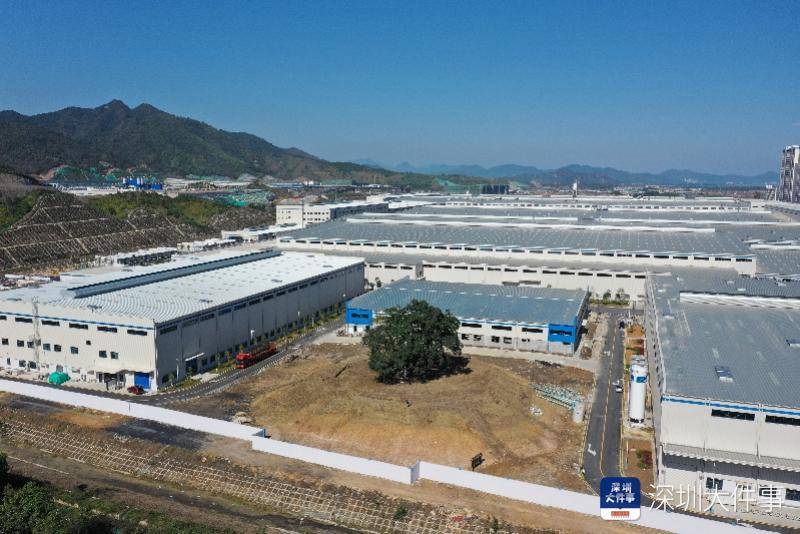 为保护260岁古树深汕两千亿产值项目调整规划腾出保护区