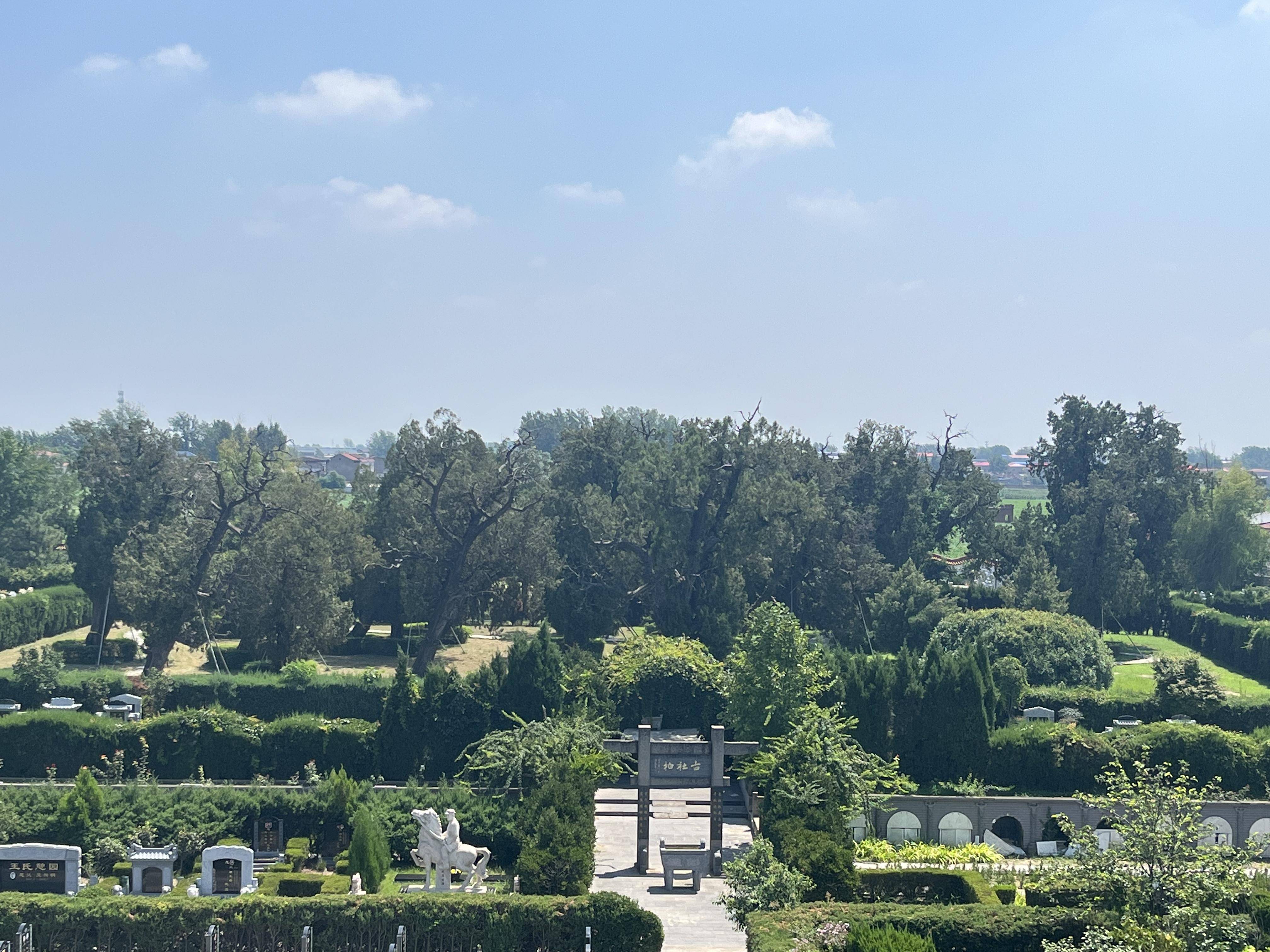 植树节快来看河南各地古树有的树龄已达2700多年