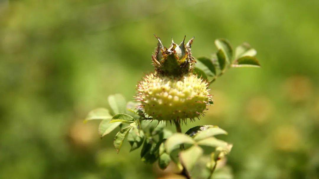 小刺梨撬动区域大产业