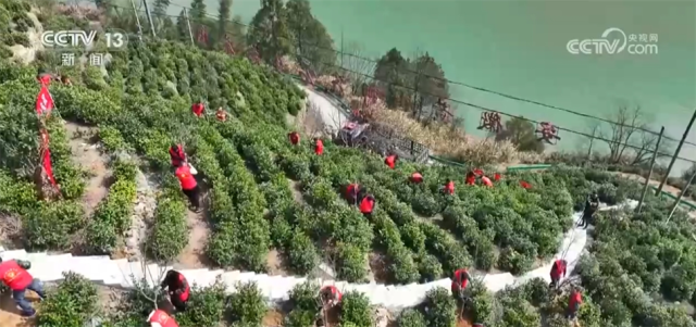 完美电竞春风催新绿 全国各地积极开展义务植树活动
