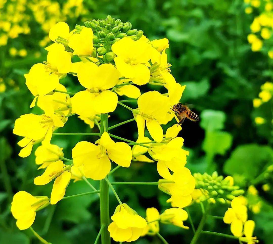 春日限定!来丹霞山打卡绝美油菜花海→_金色_陈家伟_桃红