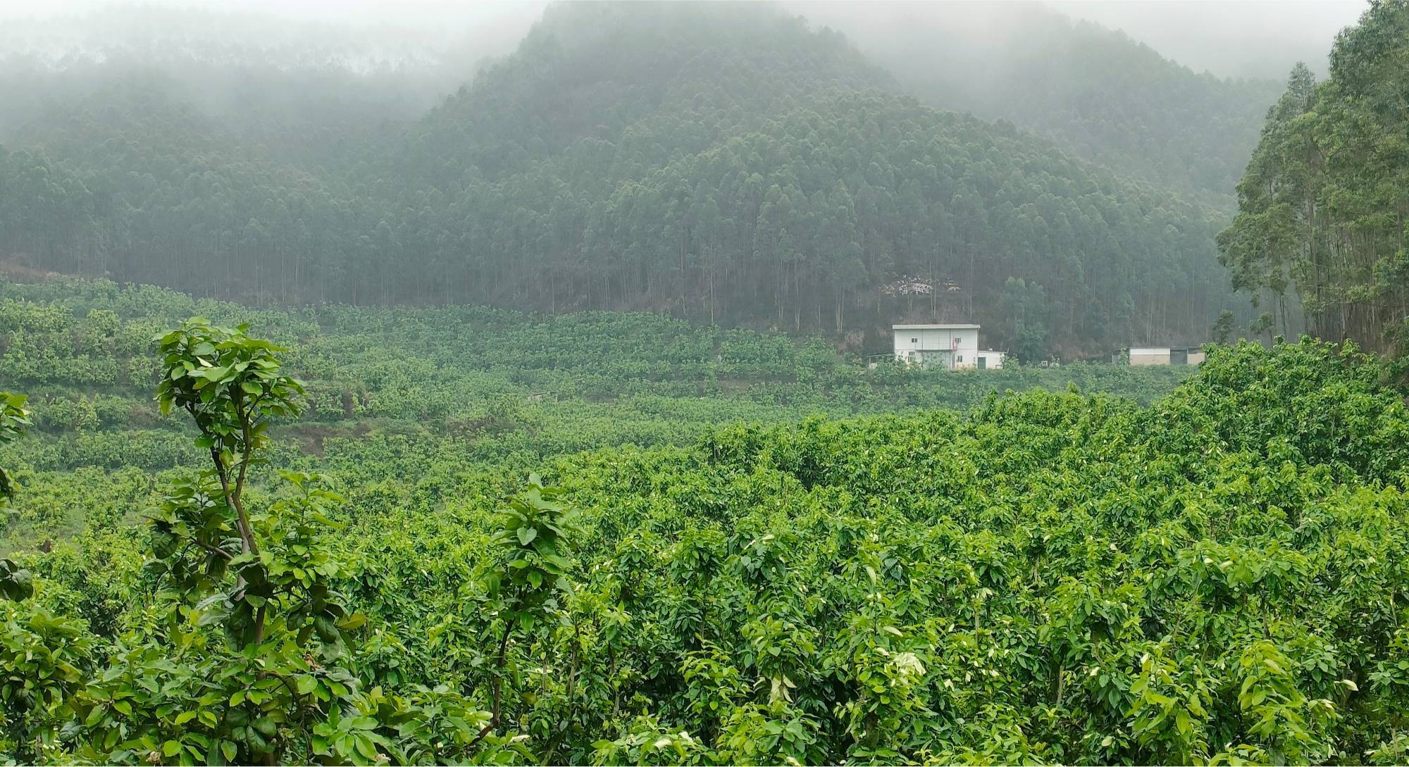 退伍老兵开荒种出500亩柚林带动百户农户加入柚产业