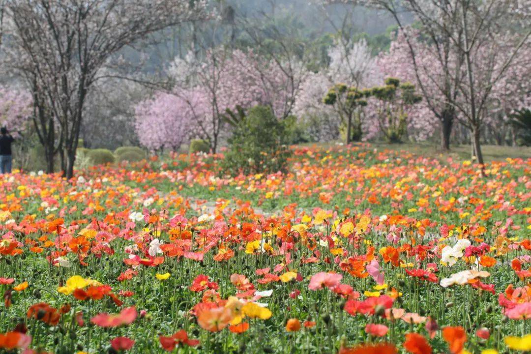 诗意田园多彩沙磁②丨在凤凰花海里与春相恋