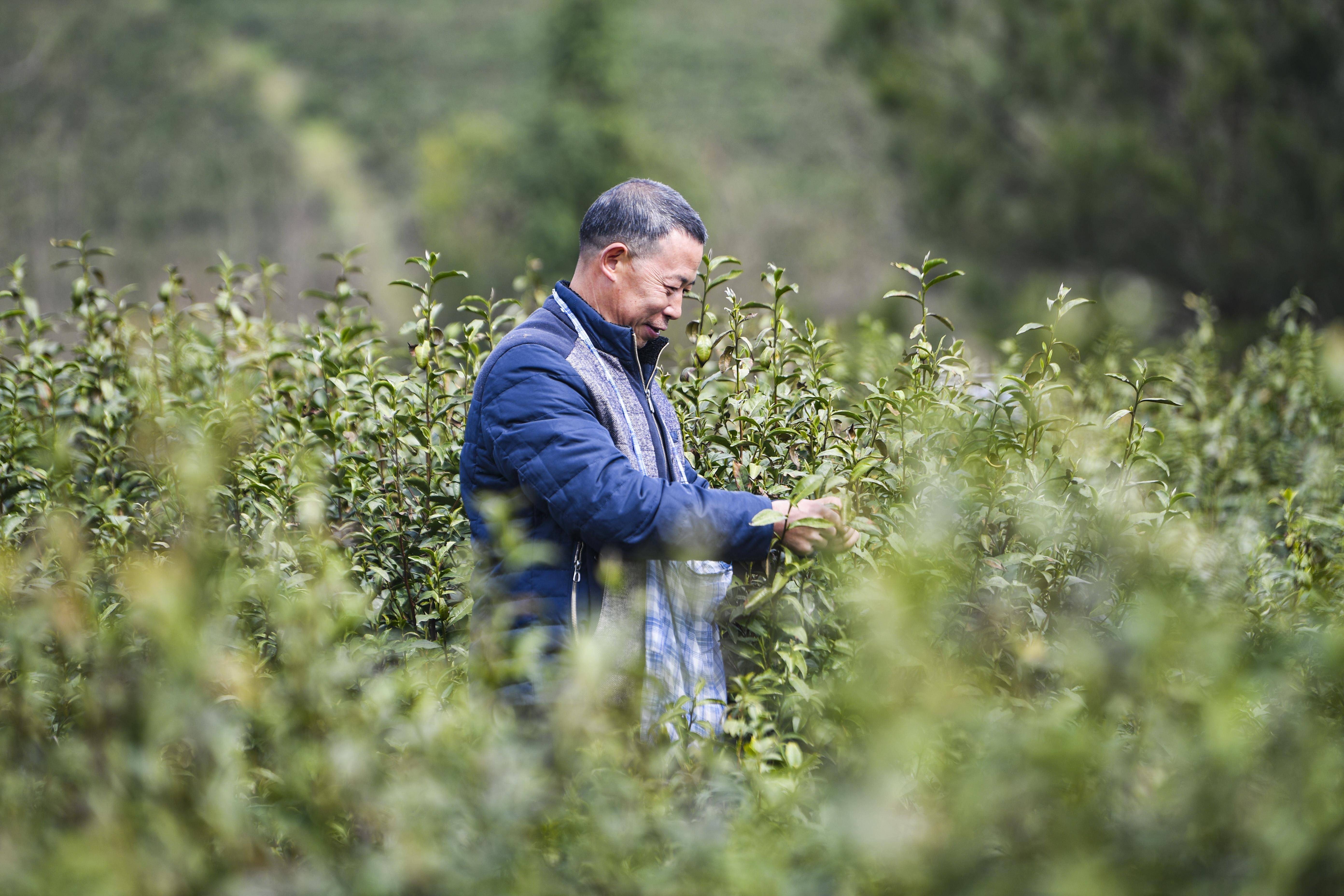 重庆奉节:春茶采摘正当时