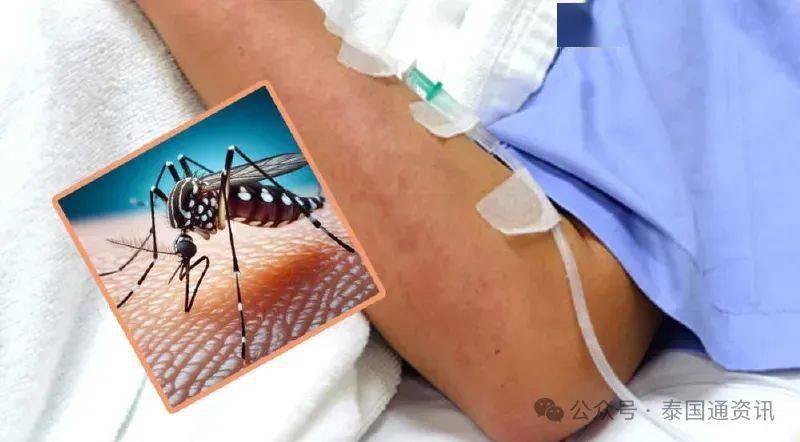 中国游客请注意!泰国登革热患者逾1.7万,死亡率比流感新冠还高!_电话_