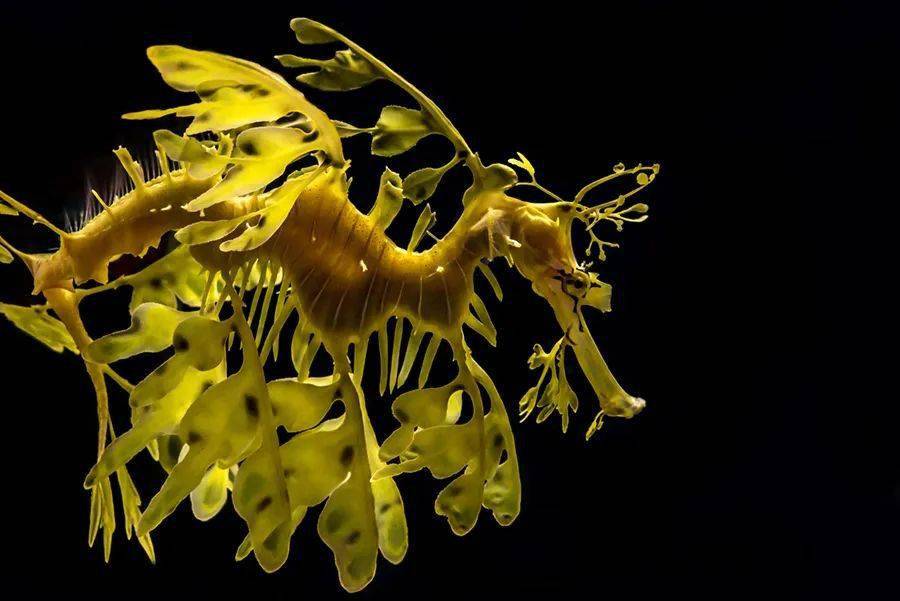 10种超稀有海洋生物,潜水时你见过几个?