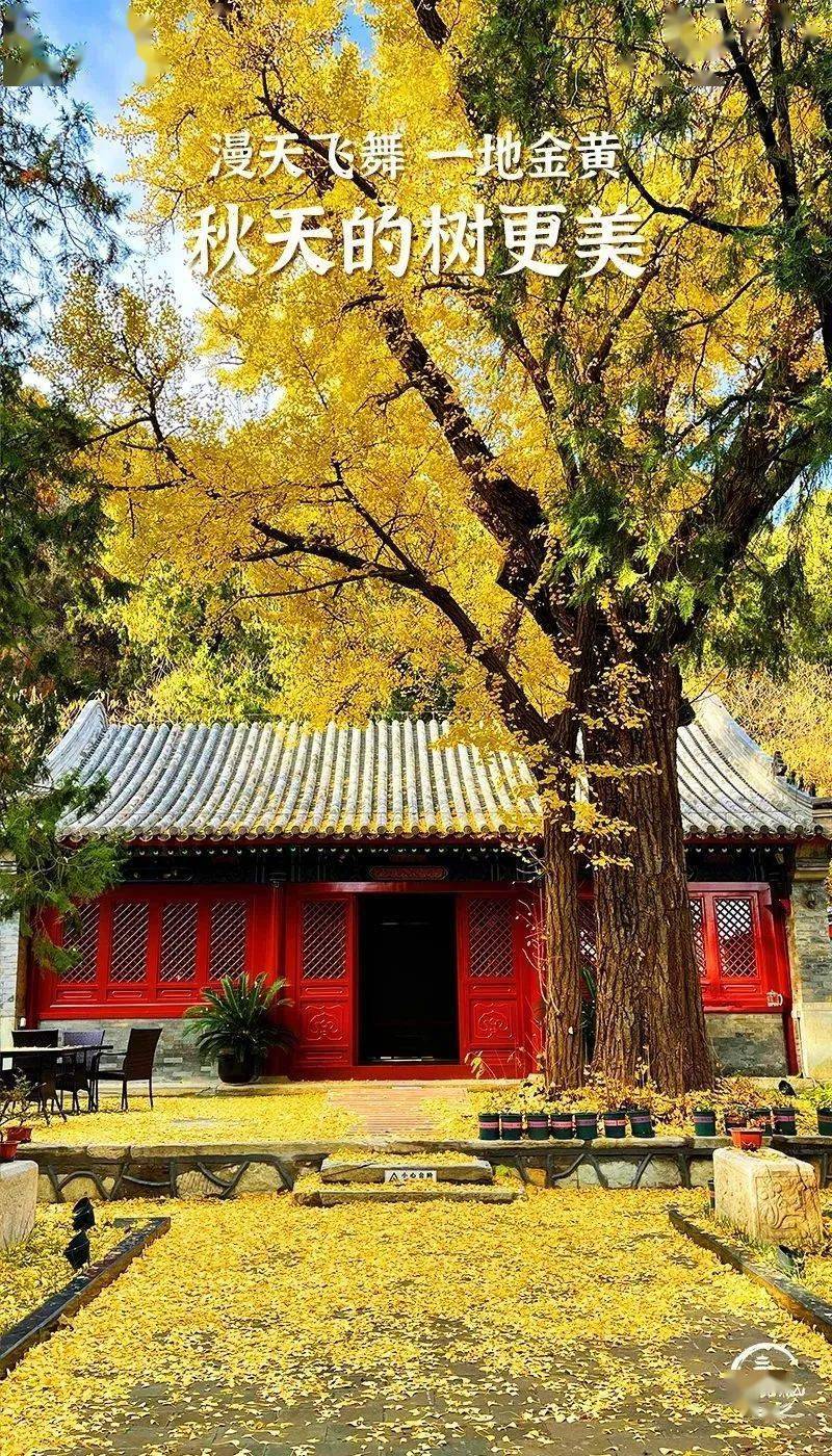 树木_生活_家园