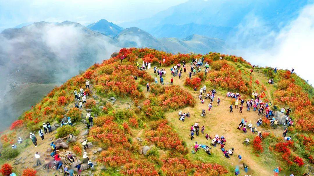 天露山第七届杜鹃花节将于3月16日隆重开启罗定朋友请收下这份攻略