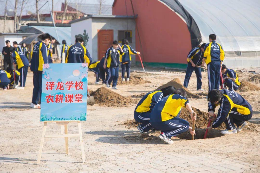 保定泽龙学校开展劳动教育实践活动!_土豆_树苗_种植