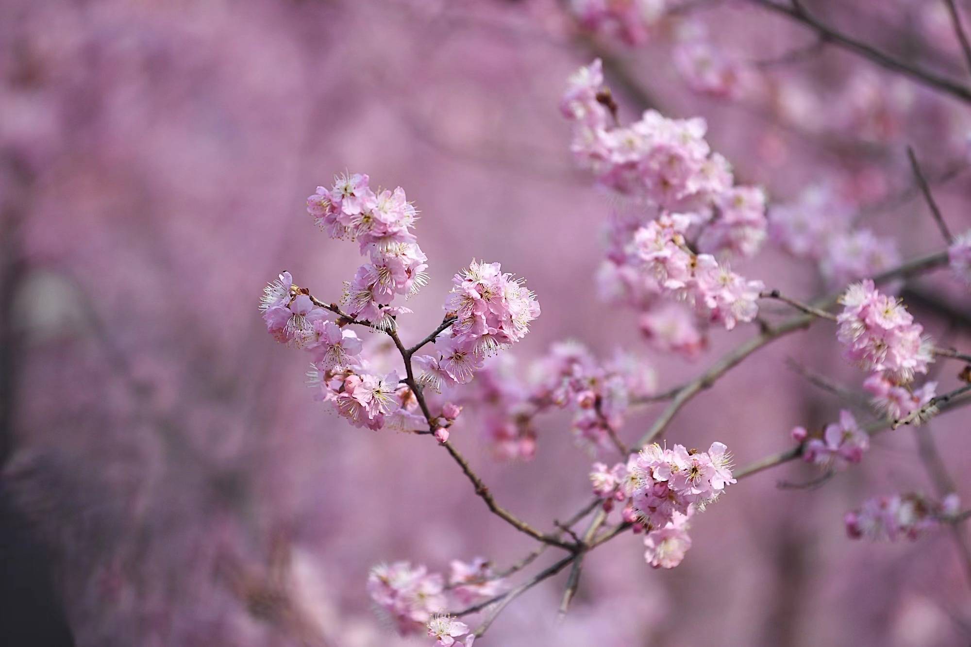 樱花早樱图片