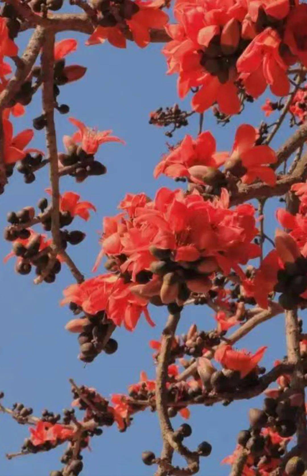 梨白柳青,桃之夭夭,木棉花开正当时……所有的美好都已在路上,春来