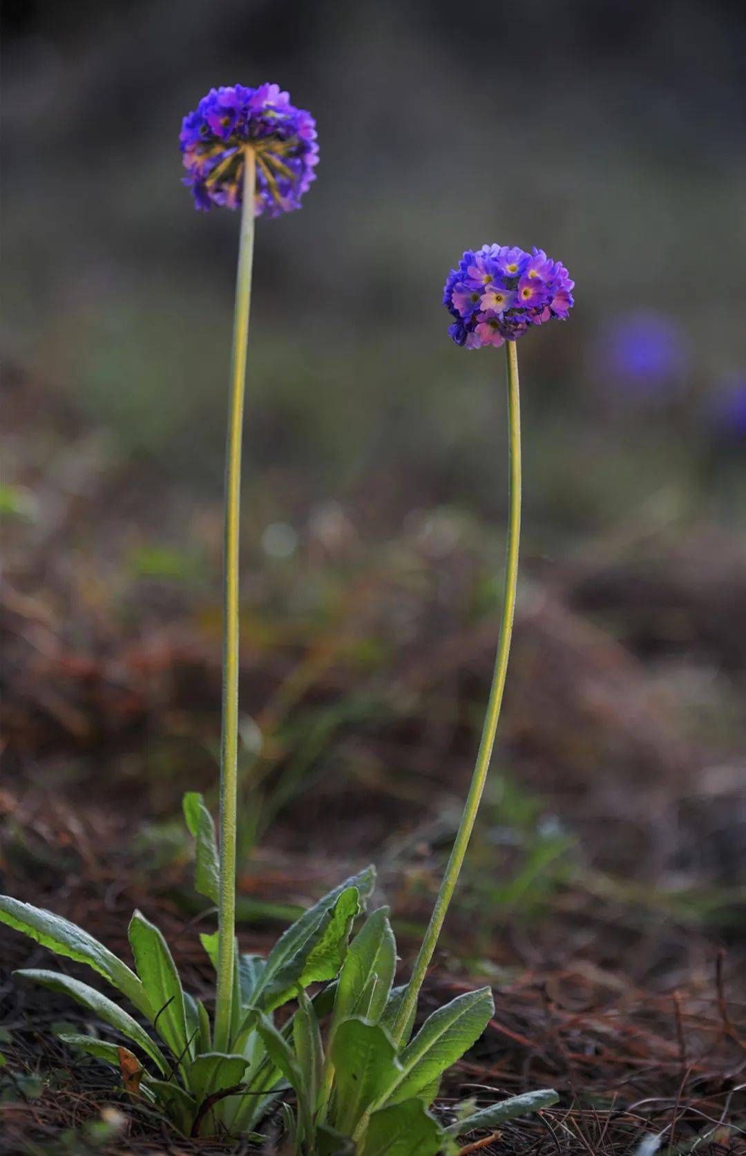 有一种叫云南的生活∣春来临沧样样好