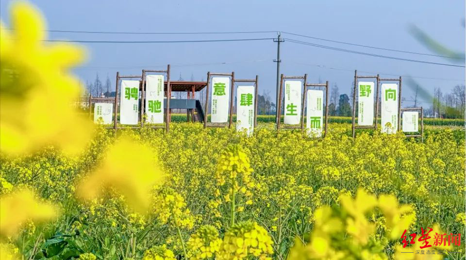 二圣油菜花基地图片