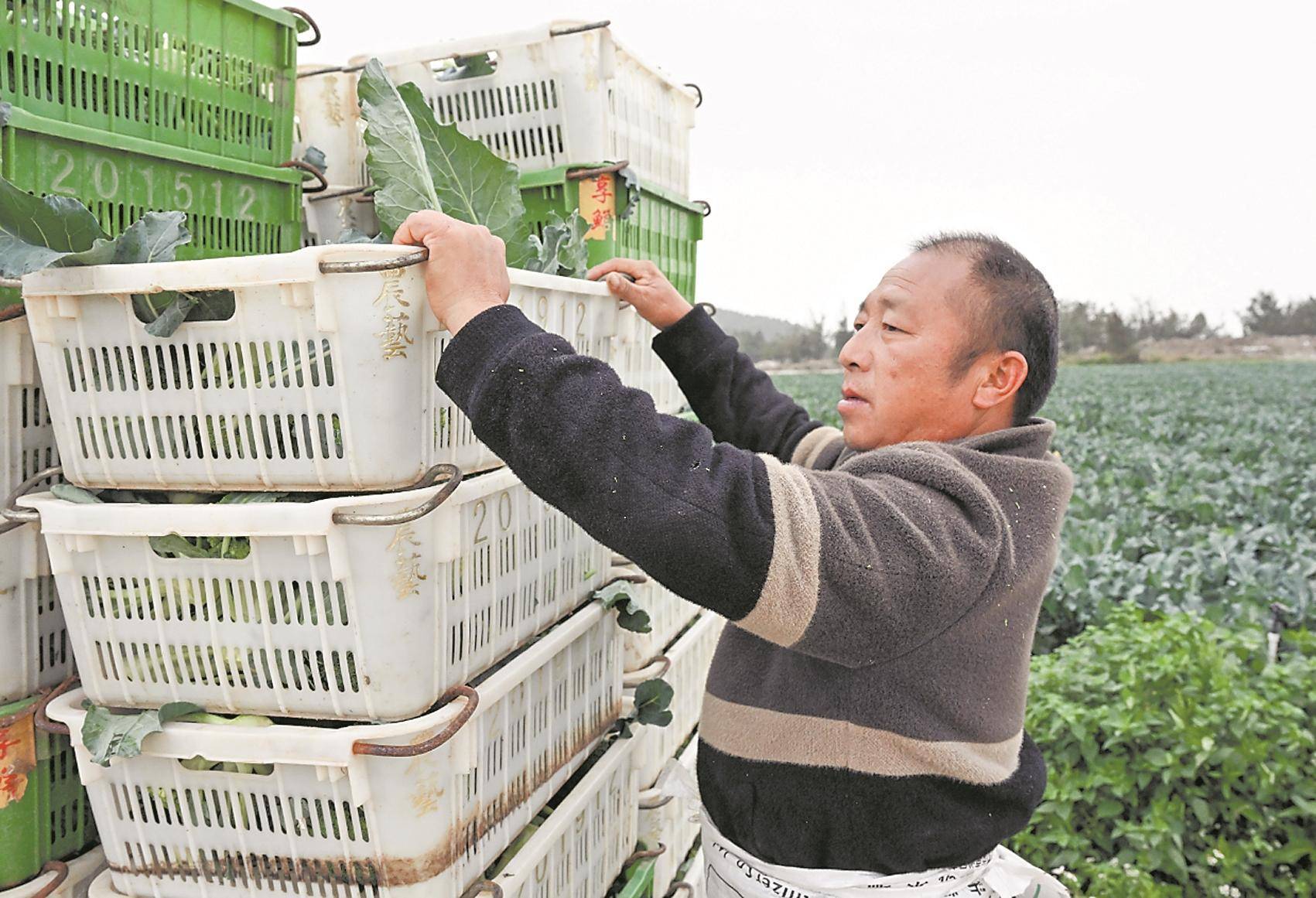 大棚专用运菜车图片