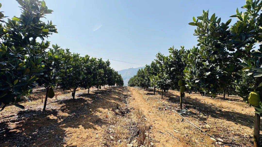 菠萝蜜采摘上市!特色产业为乡村振兴赋能添彩_普文镇_种植_发展