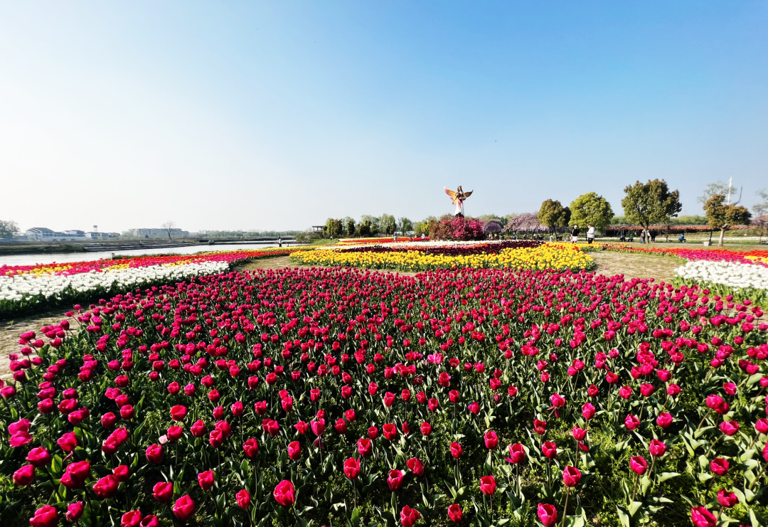 六郎花海乡村精品旅游点二:02春暖花开,万物复苏,江南(芜湖)樱花文化
