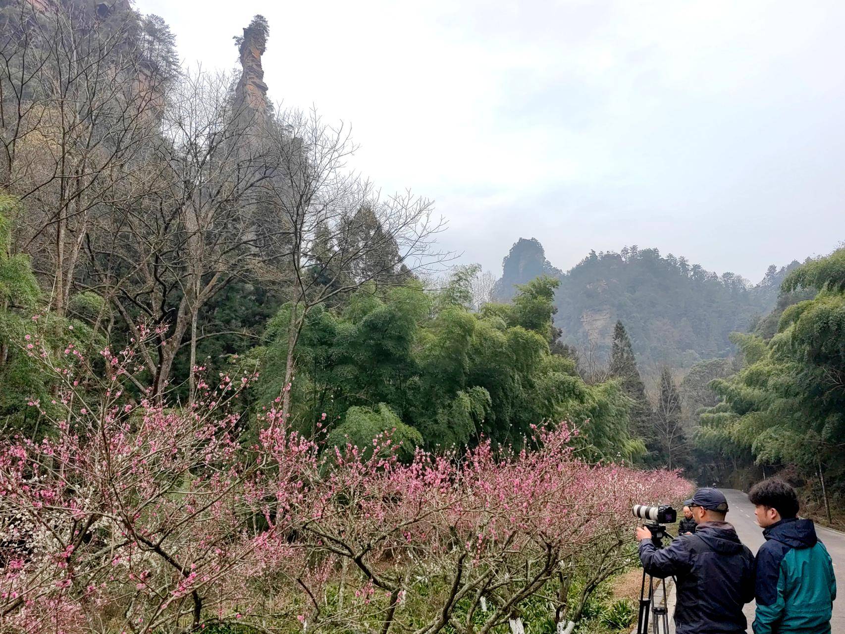 張家界黃石寨梅花盛開,正是賞花好時節_遊客_程女士_李姝