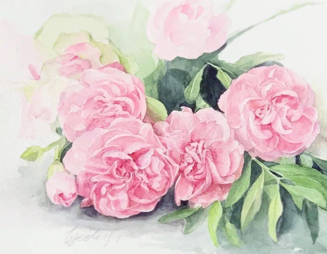 月季科花卉绽放的季节,水彩画师记录了这一切的美好