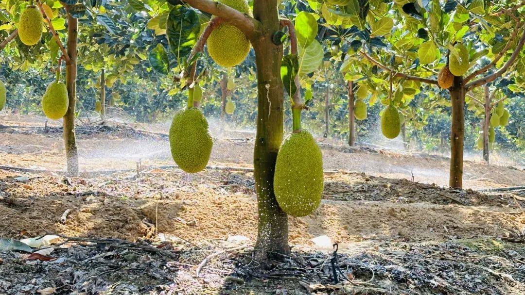 菠萝蜜采摘上市!特色产业为乡村振兴赋能添彩_普文镇_种植_发展